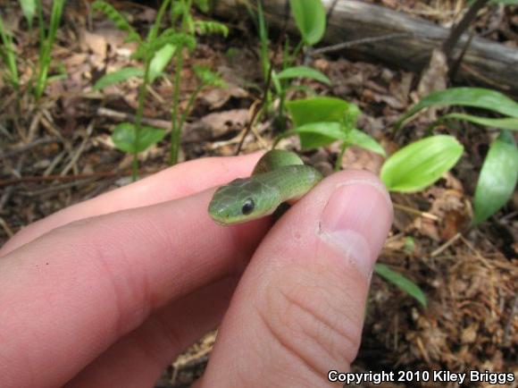 Smooth Greensnake (Opheodrys vernalis)