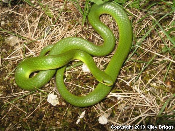 Smooth Greensnake (Opheodrys vernalis)