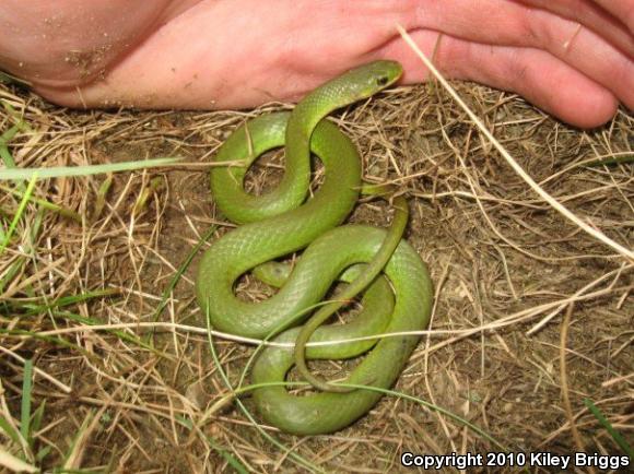 Smooth Greensnake (Opheodrys vernalis)