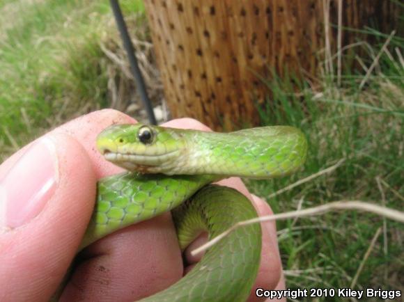 Smooth Greensnake (Opheodrys vernalis)