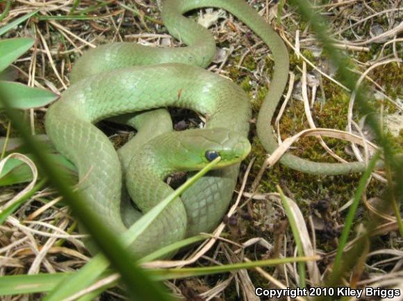 Smooth Greensnake (Opheodrys vernalis)