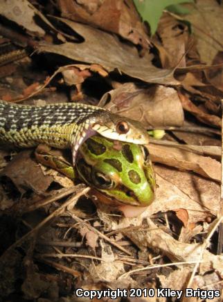 Eastern Gartersnake (Thamnophis sirtalis sirtalis)