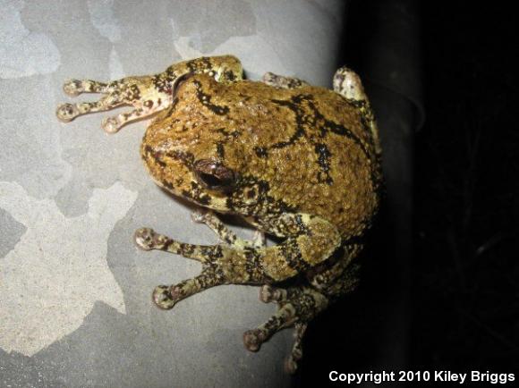 Gray Treefrog (Hyla versicolor)