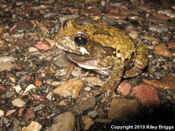 Gray Treefrog (Hyla versicolor)