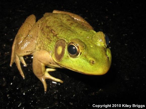 Northern Green Frog (Lithobates clamitans melanota)