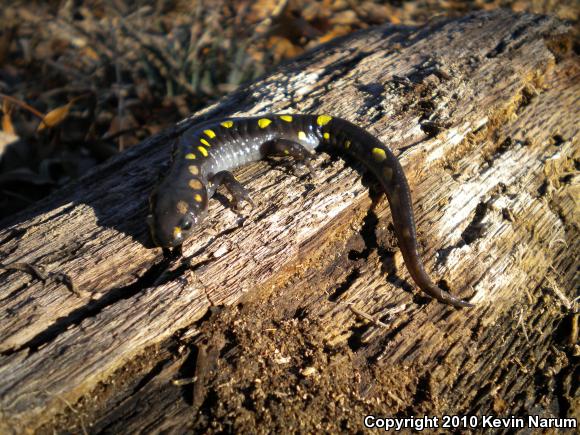 Spotted Salamander (Ambystoma maculatum)