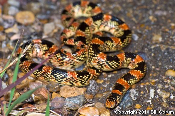 Western Long-nosed Snake (Rhinocheilus lecontei)