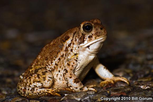 Woodhouse's Toad (Anaxyrus woodhousii woodhousii)