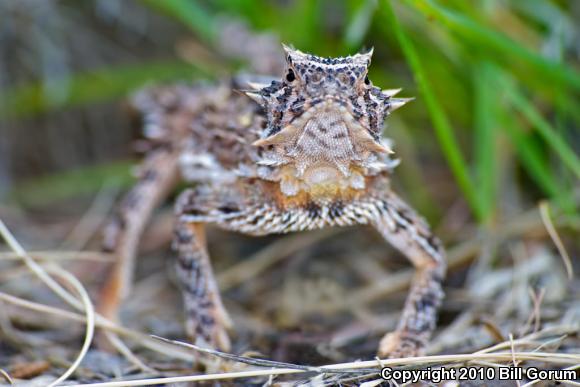 Texas Horned Lizard (Phrynosoma cornutum)