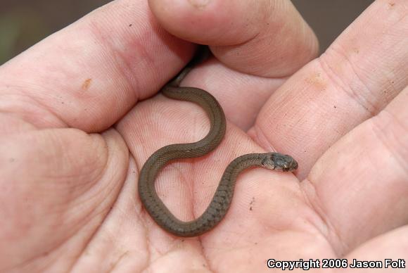 Northern Brownsnake (Storeria dekayi dekayi)