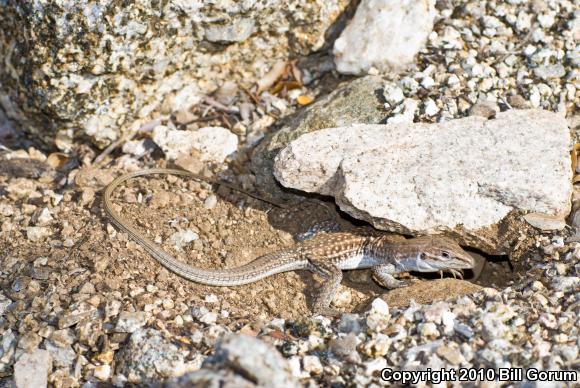 Chihuahuan Spotted Whiptail (Aspidoscelis exsanguis)