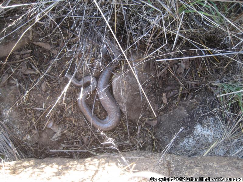 Coastal Rosy Boa (Lichanura trivirgata roseofusca)