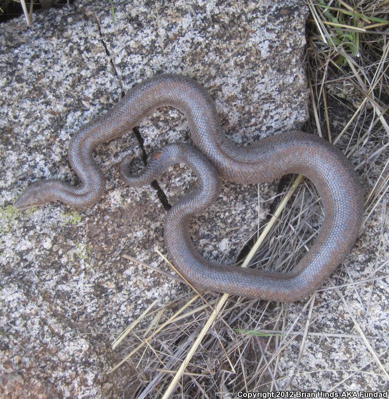 Coastal Rosy Boa (Lichanura trivirgata roseofusca)