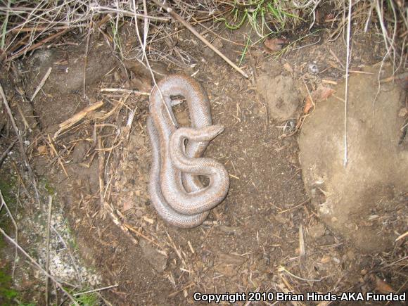 Coastal Rosy Boa (Lichanura trivirgata roseofusca)