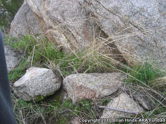 Coastal Rosy Boa (Lichanura trivirgata roseofusca)