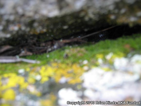 Coastal Rosy Boa (Lichanura trivirgata roseofusca)