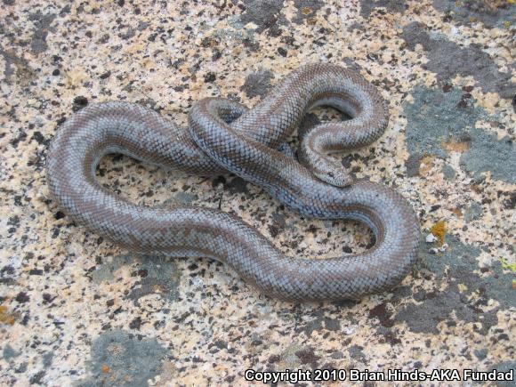 Coastal Rosy Boa (Lichanura trivirgata roseofusca)