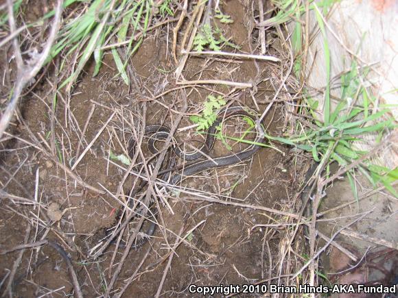 California Striped Racer (Coluber lateralis lateralis)