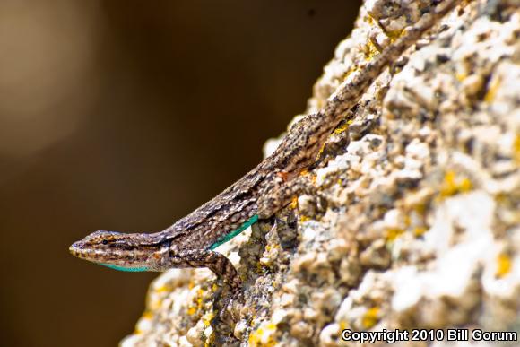 Schott's Tree Lizard (Urosaurus ornatus schottii)