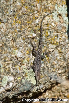 Schott's Tree Lizard (Urosaurus ornatus schottii)