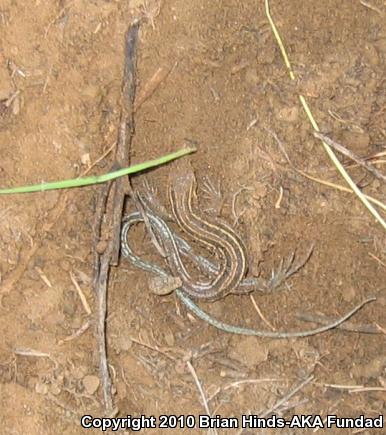 Belding's Orange-throated Whiptail (Aspidoscelis hyperythra beldingi)