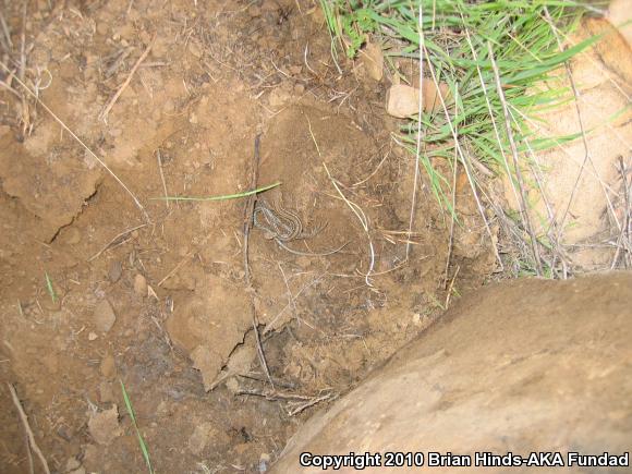 Belding's Orange-throated Whiptail (Aspidoscelis hyperythra beldingi)