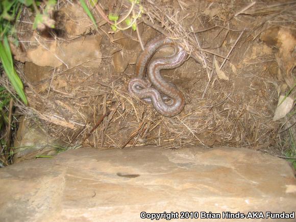 Coastal Rosy Boa (Lichanura trivirgata roseofusca)