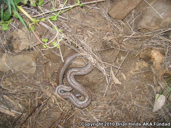 Coastal Rosy Boa (Lichanura trivirgata roseofusca)