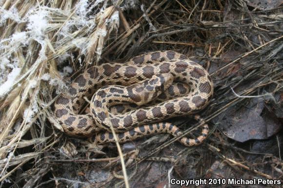 Pacific Gopher Snake (Pituophis catenifer catenifer)