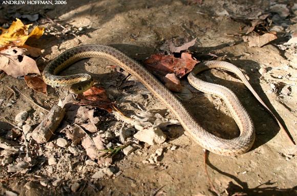 Eastern Gartersnake (Thamnophis sirtalis sirtalis)