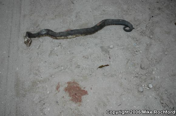 Florida Cottonmouth (Agkistrodon piscivorus conanti)