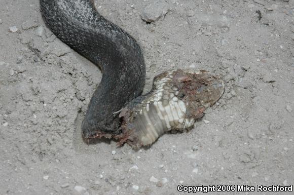 Florida Cottonmouth (Agkistrodon piscivorus conanti)