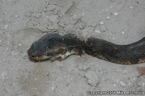 Florida Cottonmouth (Agkistrodon piscivorus conanti)