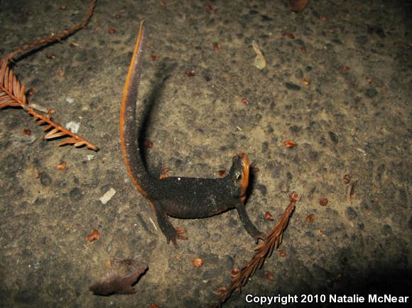 Rough-skinned Newt (Taricha granulosa)