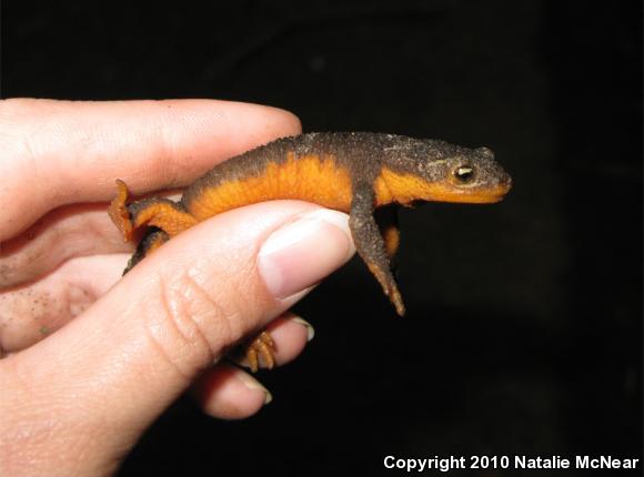 Rough-skinned Newt (Taricha granulosa)