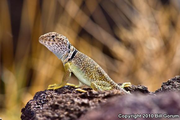 Eastern Collared Lizard (Crotaphytus collaris)