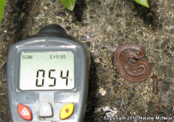 Sharp-tailed Snake (Contia tenuis)