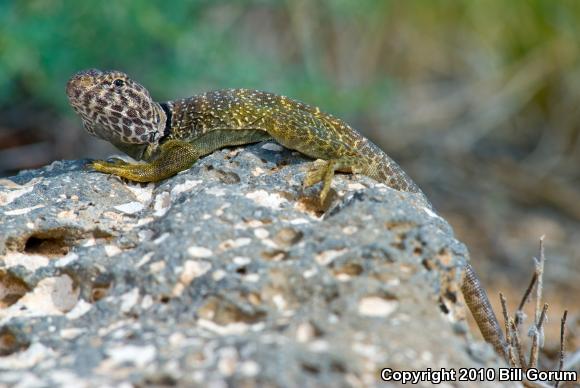 Eastern Collared Lizard (Crotaphytus collaris)