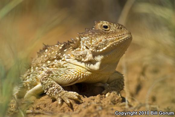 Hernandez's Short-horned Lizard (Phrynosoma hernandesi hernandesi)