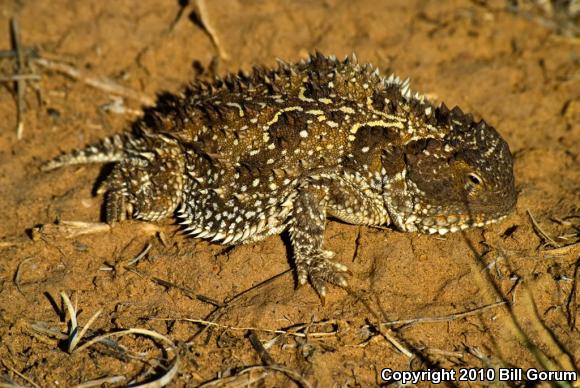 Hernandez's Short-horned Lizard (Phrynosoma hernandesi hernandesi)