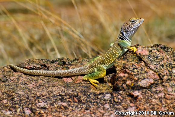 Eastern Collared Lizard (Crotaphytus collaris)