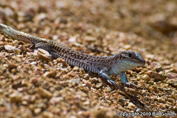 Chihuahuan Spotted Whiptail (Aspidoscelis exsanguis)