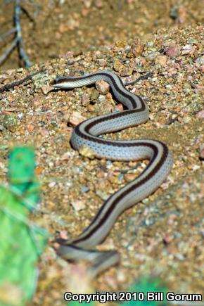 Mountain Patch-nosed Snake (Salvadora grahamiae grahamiae)