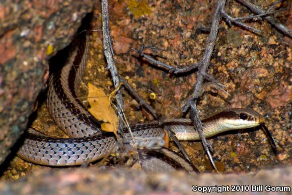 Mountain Patch-nosed Snake (Salvadora grahamiae grahamiae)