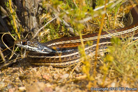 Desert Striped Whipsnake (Coluber taeniatus taeniatus)