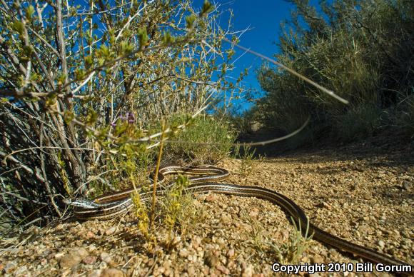 Desert Striped Whipsnake (Coluber taeniatus taeniatus)