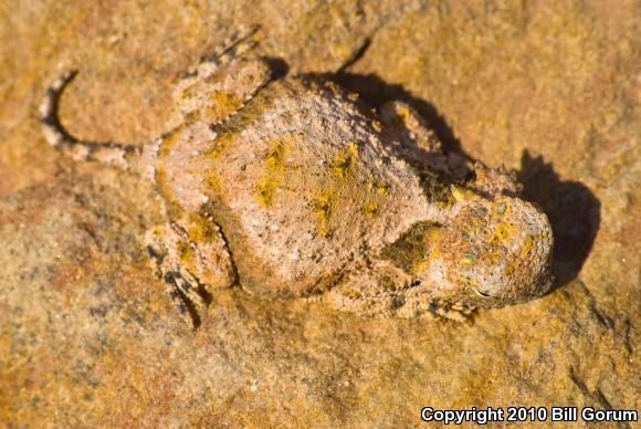 Round-tailed Horned Lizard (Phrynosoma modestum)