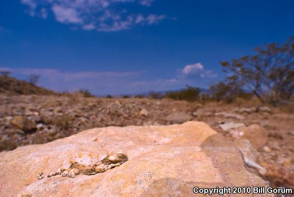 Round-tailed Horned Lizard (Phrynosoma modestum)