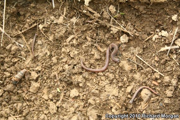 Garden Slender Salamander (Batrachoseps major major)