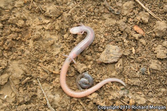 Garden Slender Salamander (Batrachoseps major major)